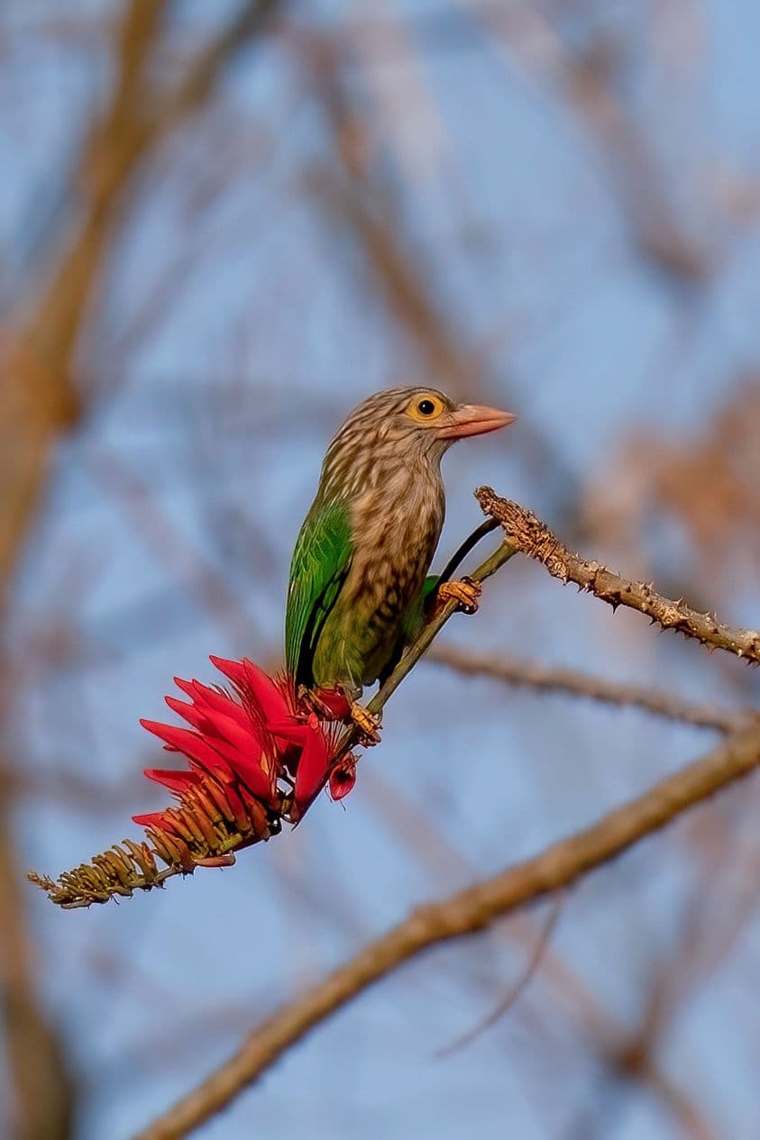 Lineated Barbet 