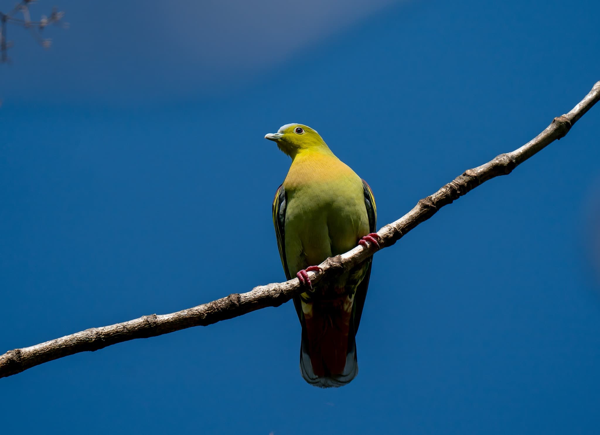 Ashy-headed Green Pigeon