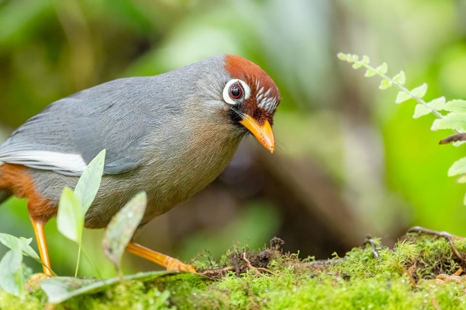 Chestnut-capped laughingthrush