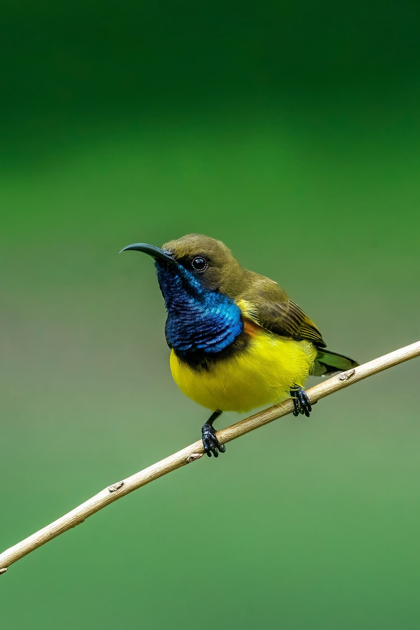 Olive-backed Sunbird