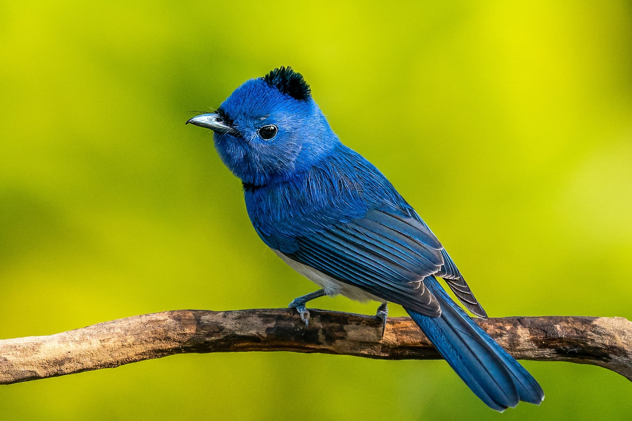 Black-naped Monarch