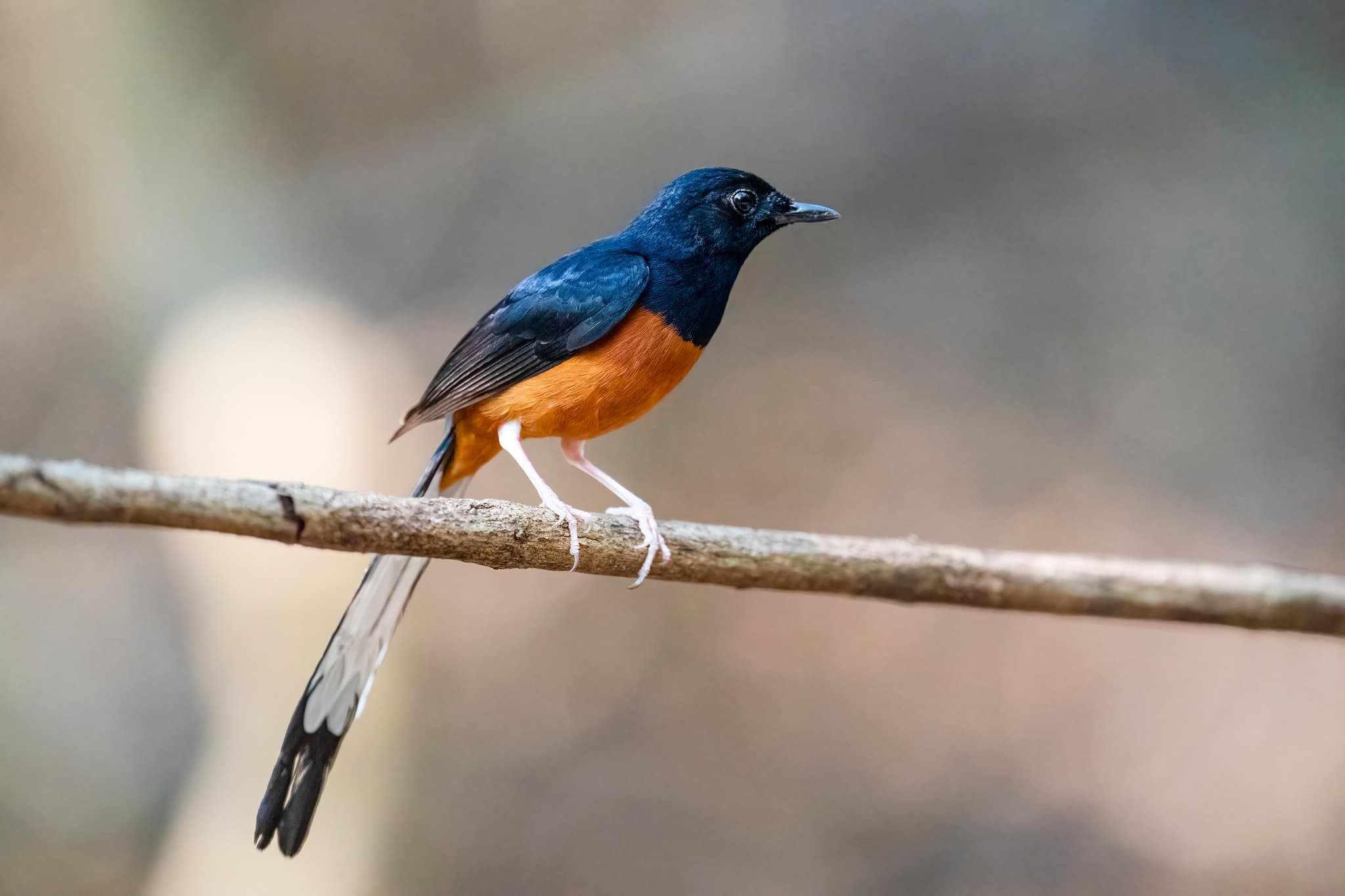 White-rumped Shama 