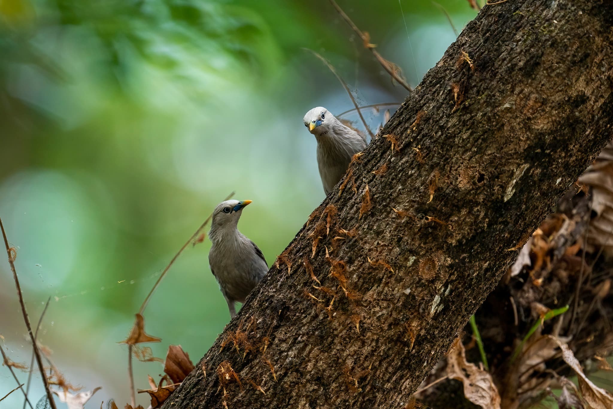 Chestnut-tailed Starling 