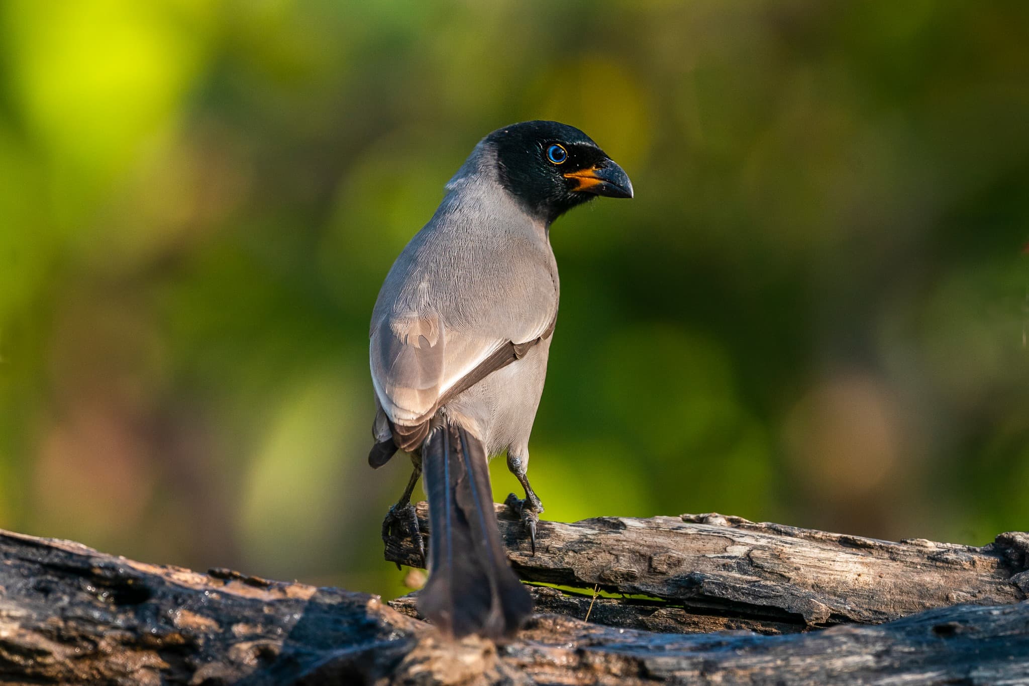 Hooded Treepie