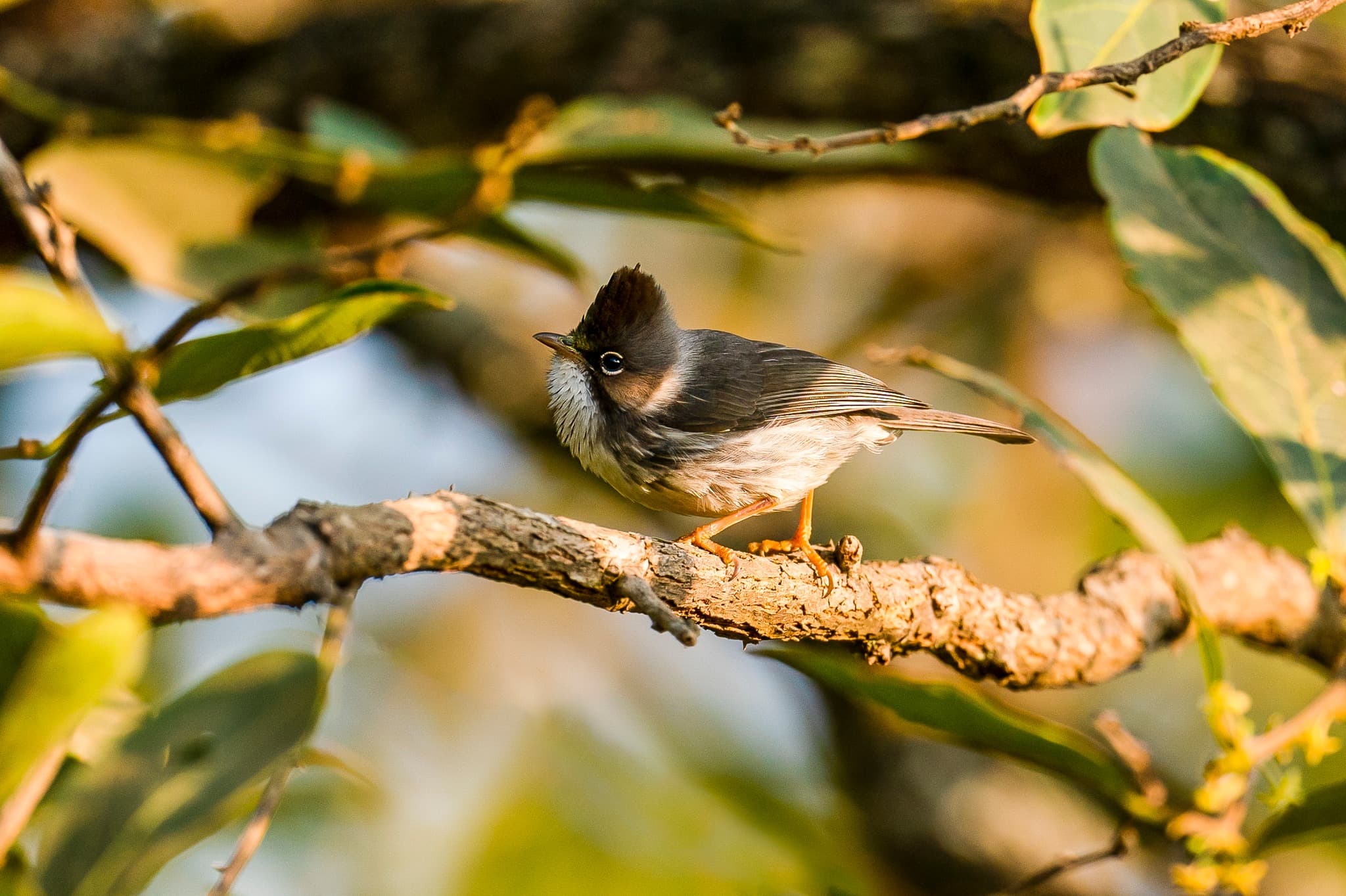 Burmese Yuhina