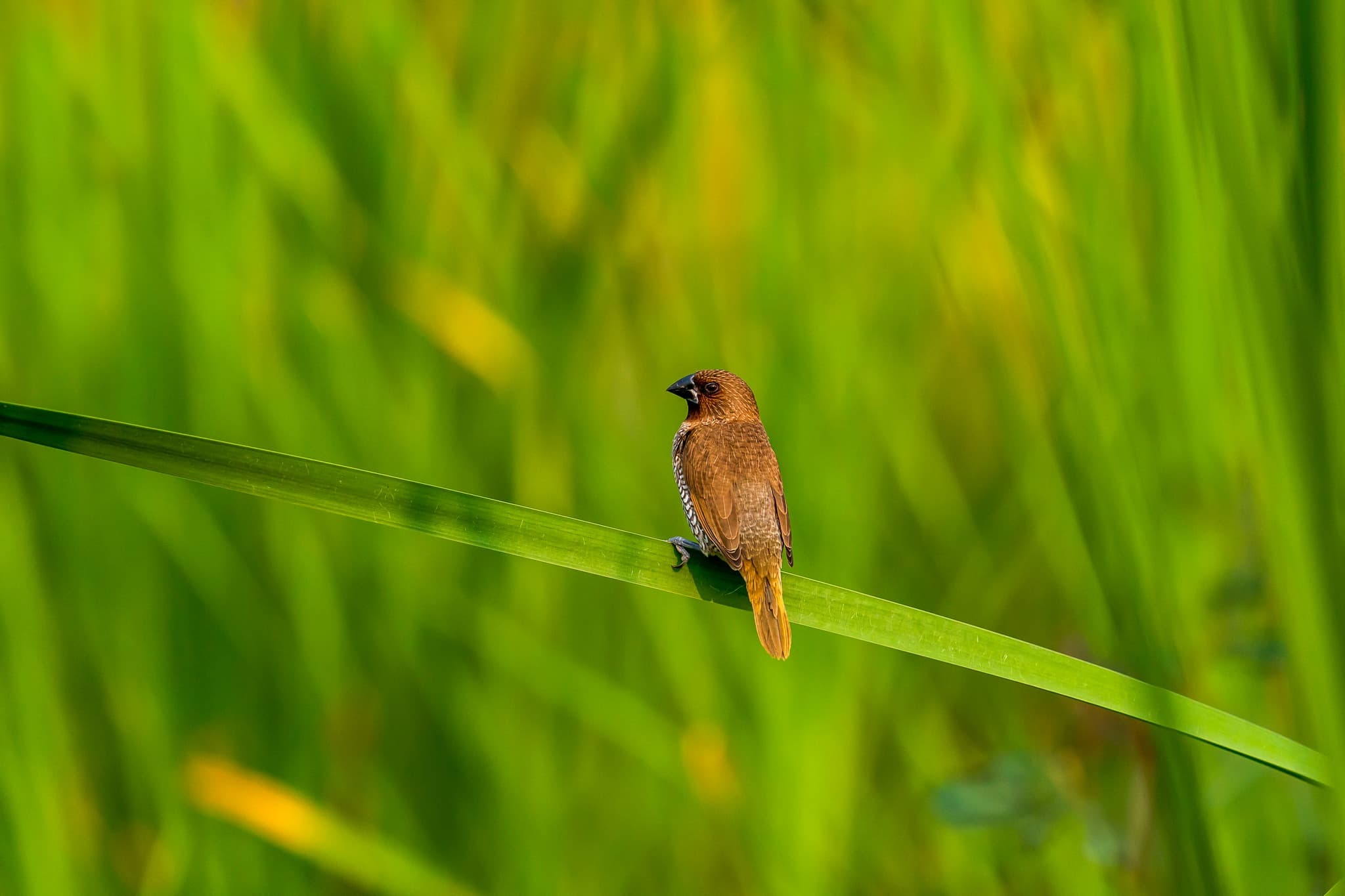 Scaly-breasted Munia