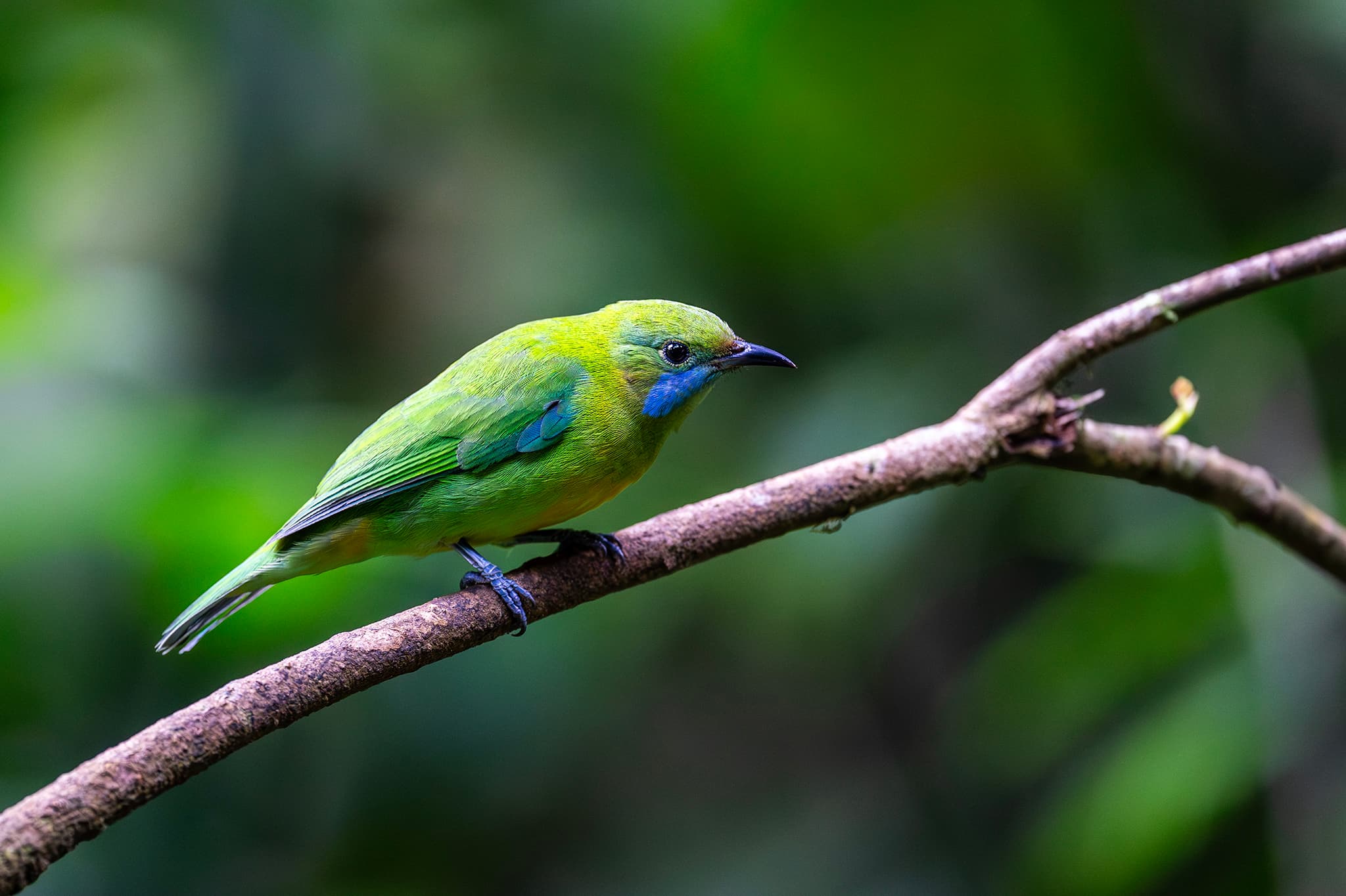 Orange-bellied Leafbird