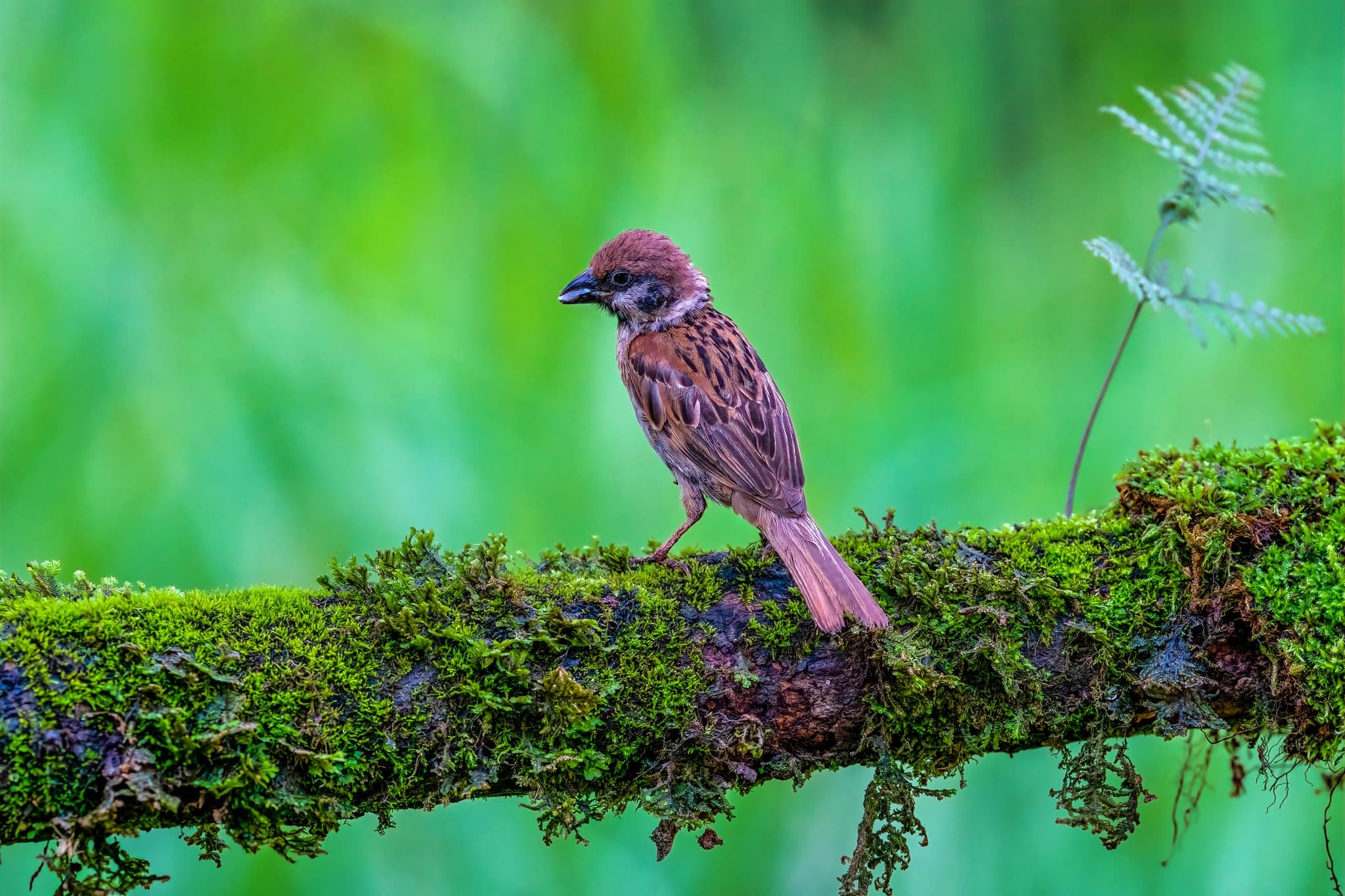 Eurasian Tree Sparrow