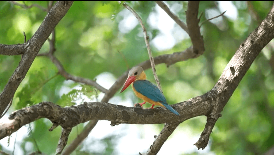 Stork-billed Kingfisher