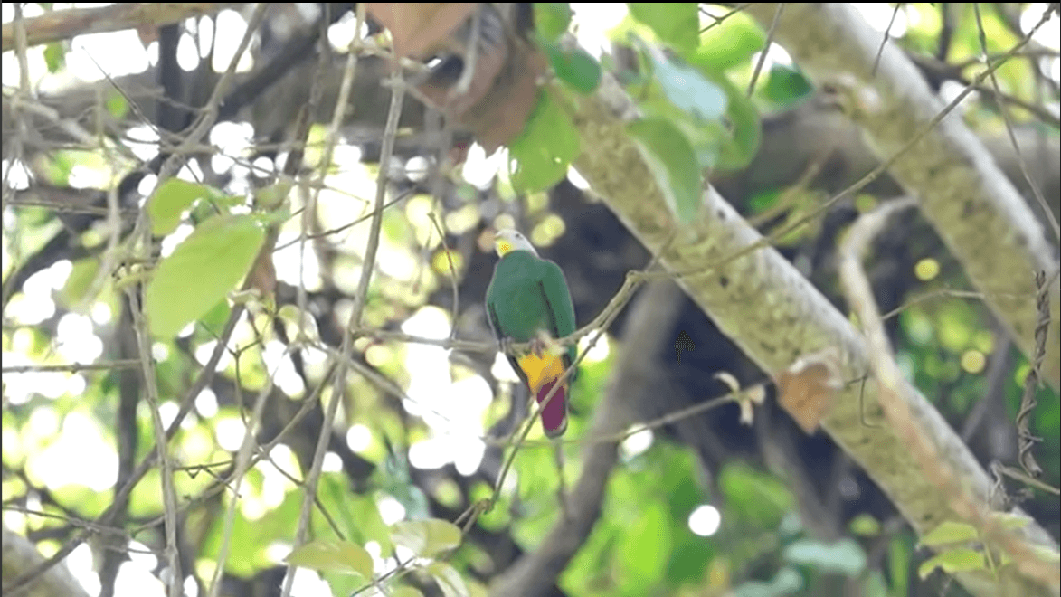 Black-napped Fruit Dove