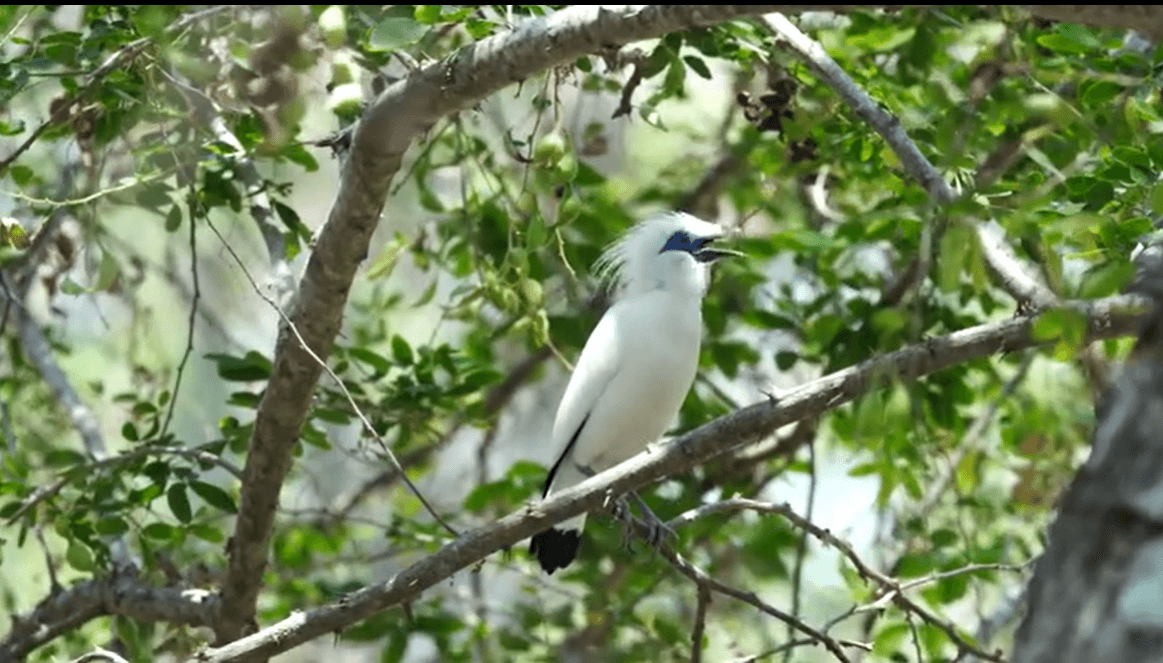 Bali Myna