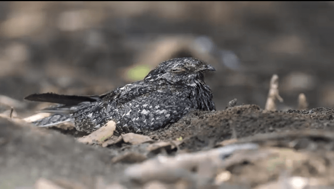 Savanna Nightjar