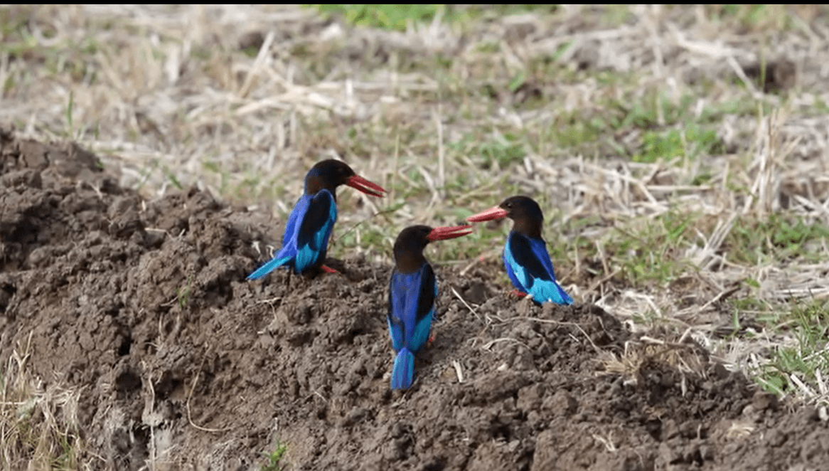 Kingfisher