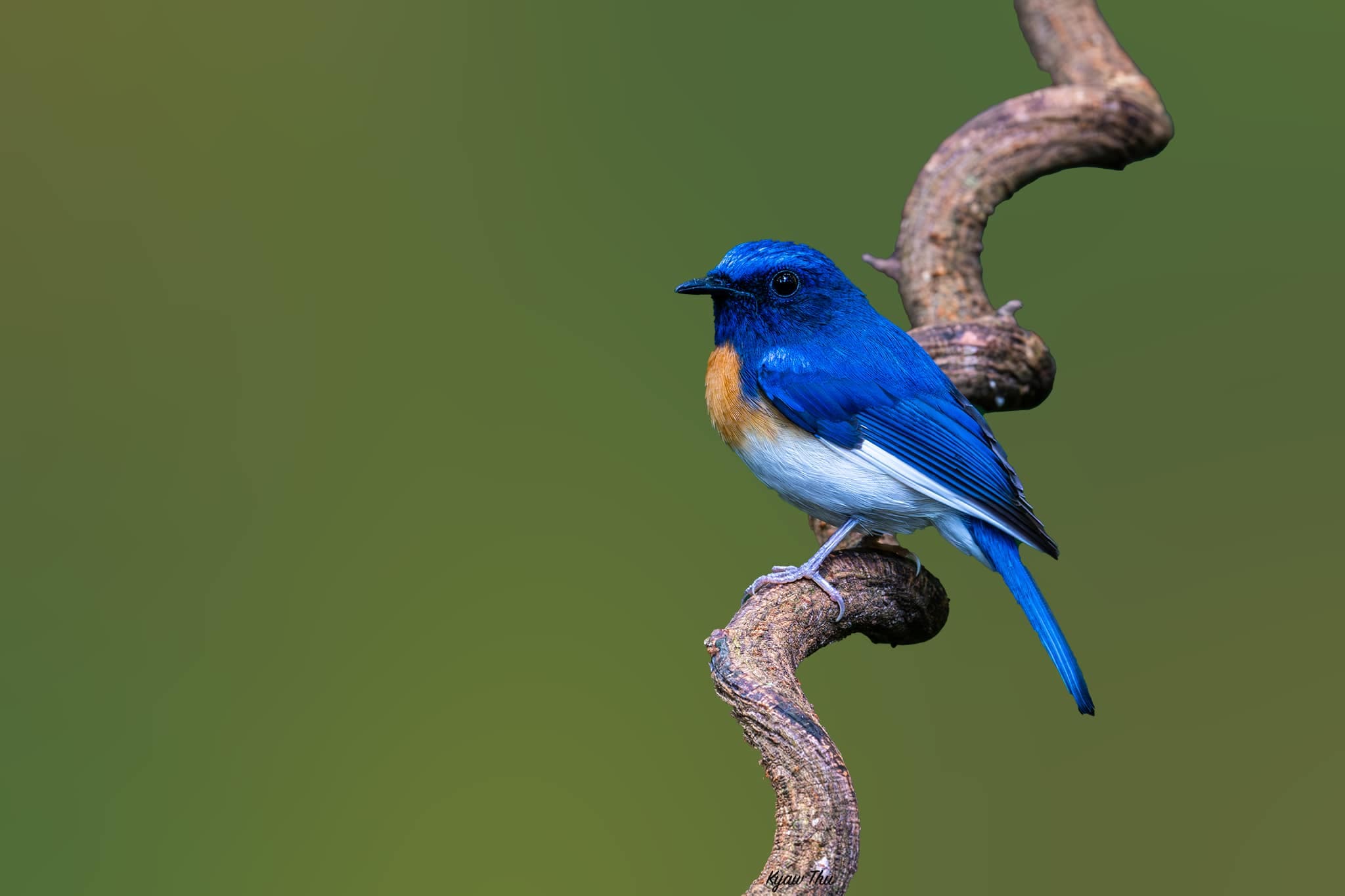 Blue-throated Flycatcher