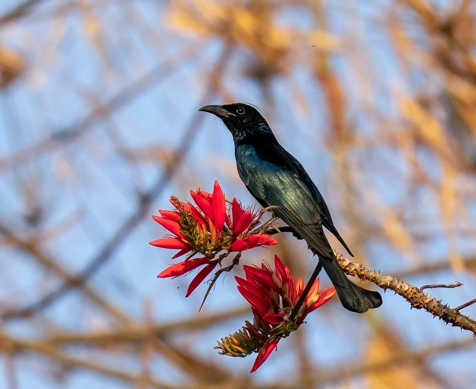 Hair-crested Drongo