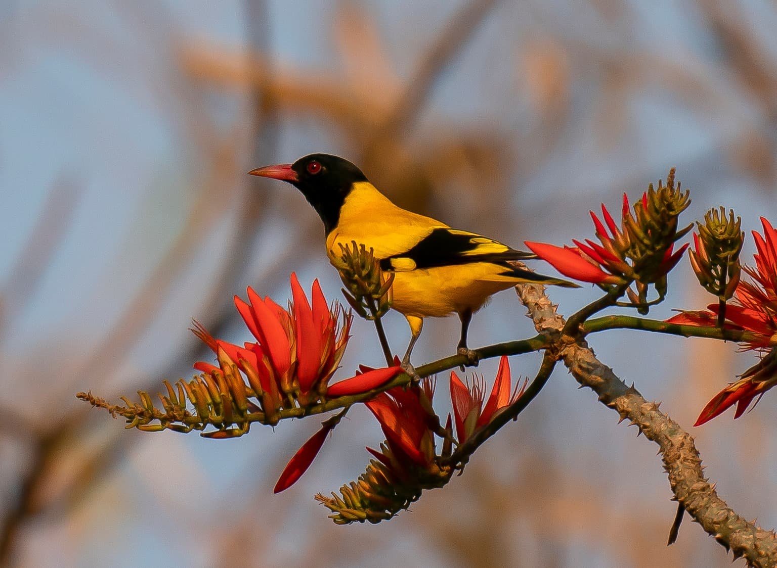 Black-hooded Oriole